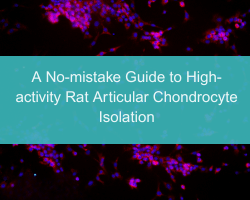 A No-mistake Guide to High-activity Rat Articular Chondrocyte Isolation - cover